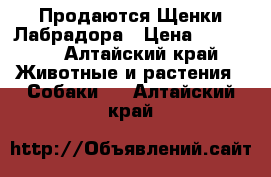  Продаются Щенки Лабрадора › Цена ­ 13 000 - Алтайский край Животные и растения » Собаки   . Алтайский край